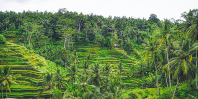 Bali Excursions: A Information To The Finest Actions