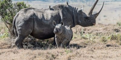 World Endangered Species Day: 7 methods to assist from residence