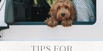 Suggestions for Stopping Canine Movement Illness