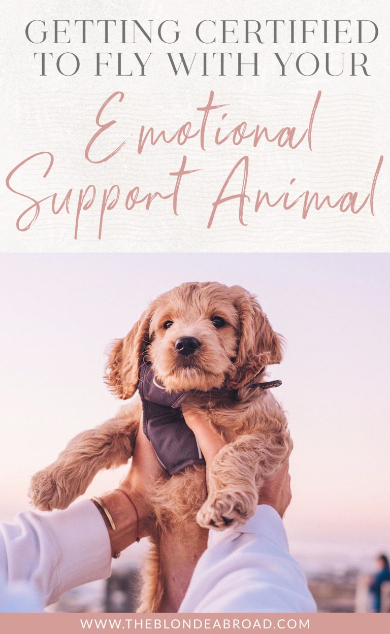 Read more about the article Getting Licensed to Fly With Your Emotional Help Animal