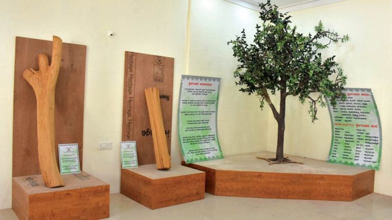 Read more about the article Mysore now has Sandalwood Museum to coach individuals on its farming and advantages