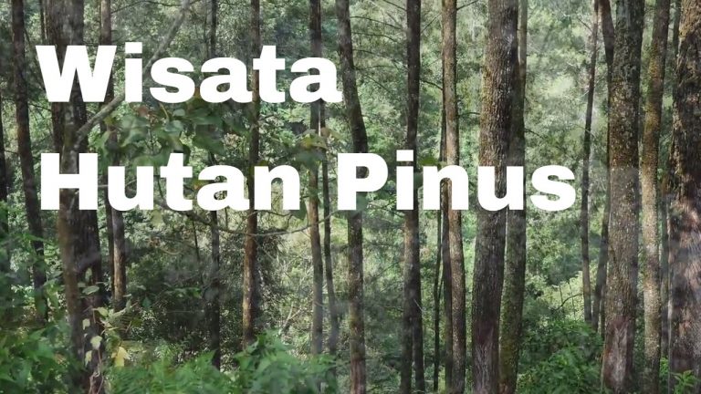 Read more about the article Lembang – Wisata Hutan Pinus Cikole Lembang I Journey Weblog Indonesia