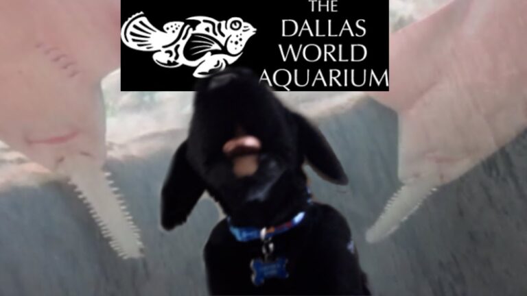 Read more about the article Chester's Journey Weblog-Dallas World Aquarium