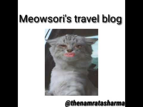 Read more about the article MEOWSORI'S TRAVEL BLOG