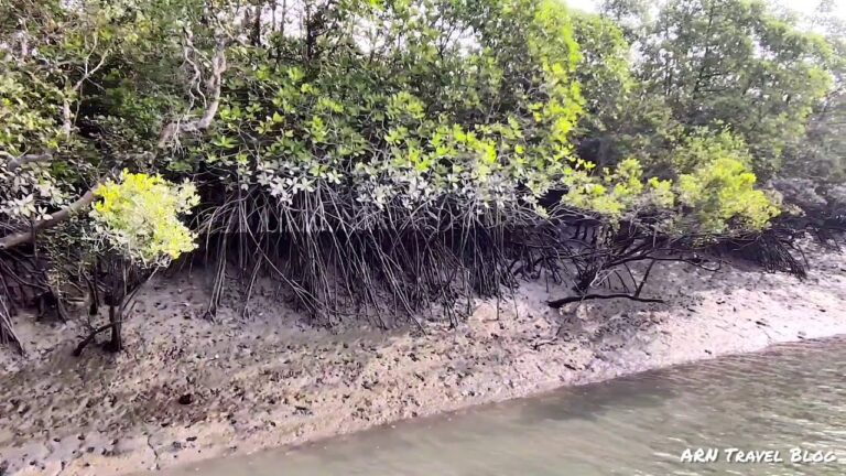 Read more about the article Majestic Mangroves | Sundarban 2 N three D Journey Weblog |