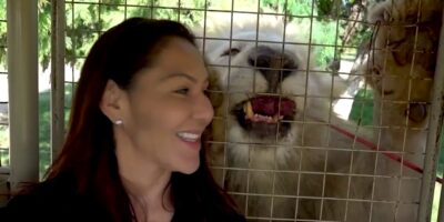 Safari in South Africa: Cris Cyborg Journey Weblog MMA Bellator UFC Champion