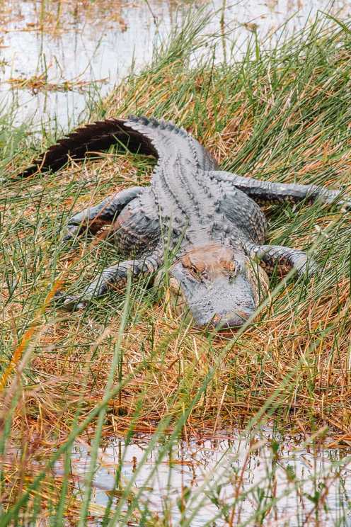 Read more about the article 10 Greatest Issues To Do In The Everglades, Florida