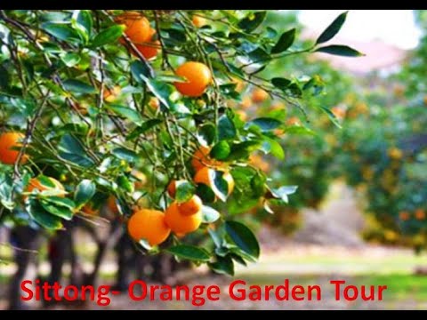 Read more about the article Journey weblog on Sittong || Orange Backyard Tour