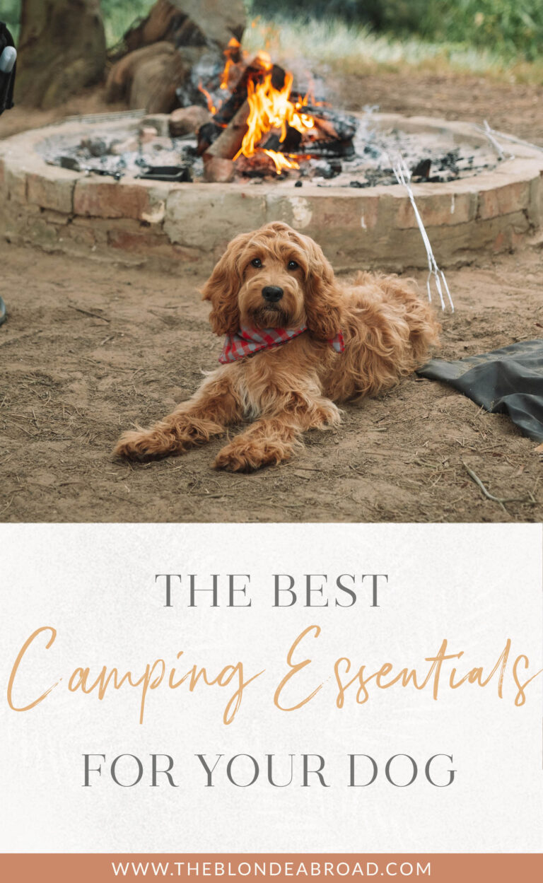 Read more about the article The Finest Tenting Necessities for Your Canine
