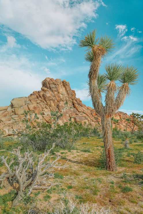 Read more about the article 11 Greatest Issues To Do In Joshua Tree Nationwide Park