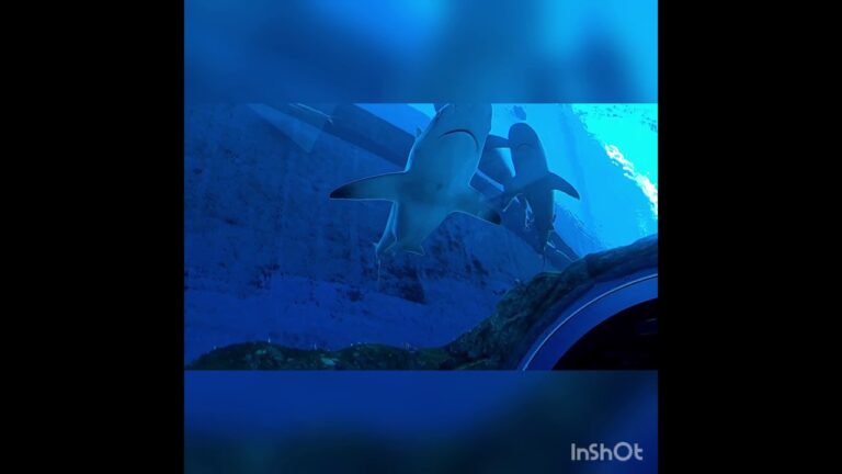 Read more about the article AsiaPac Journey Weblog: Singapore, Sentosa Sea Aquarium