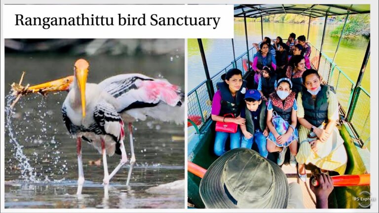 Read more about the article Go to to Ranganathittu chook Sanctuary | Boating in chook Sanctuary | Journey weblog @ Niya Shetty