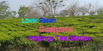 Moijonga Tea Backyard of Goalpara || Decrease Assam ||  Journey Weblog ||