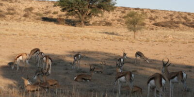 The Kgalagadi Transfrontier Park: What You Have to Know