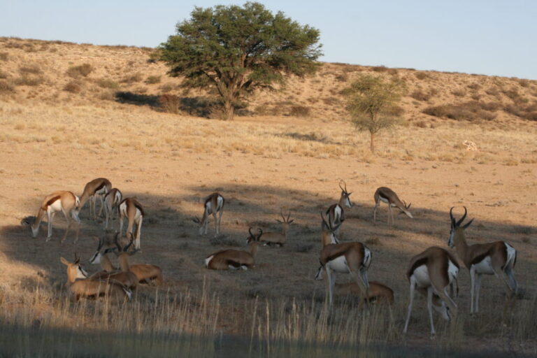 Read more about the article The Kgalagadi Transfrontier Park: What You Have to Know