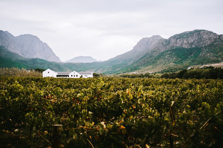 Read more about the article Causes to Add the Franschhoek Wine Area to Your Cape City Itinerary