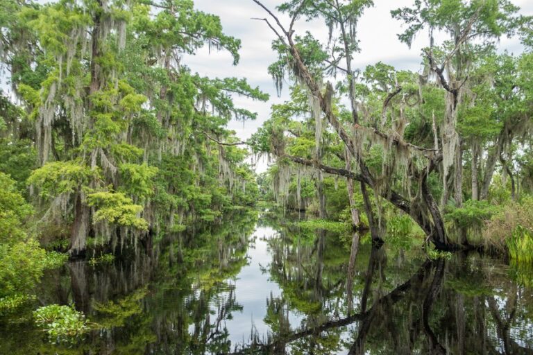 Read more about the article 7 Greatest Swamp Excursions in New Orleans