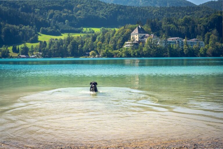 Read more about the article Dips within the Alps: the perfect swimming spots close to Salzburg