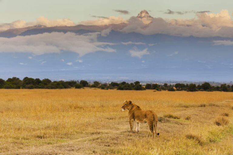 Read more about the article Wonderful solitude on Mt Kenya, Africa's different summit