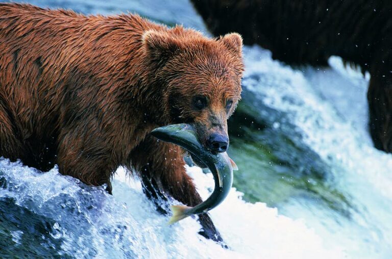 Read more about the article These high summer time itineraries for Alaska take you to the sting of the map
