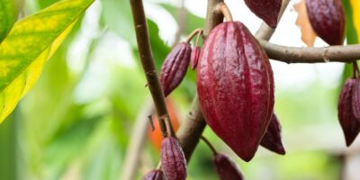 Why it is best to take a cacao tour in Latin America