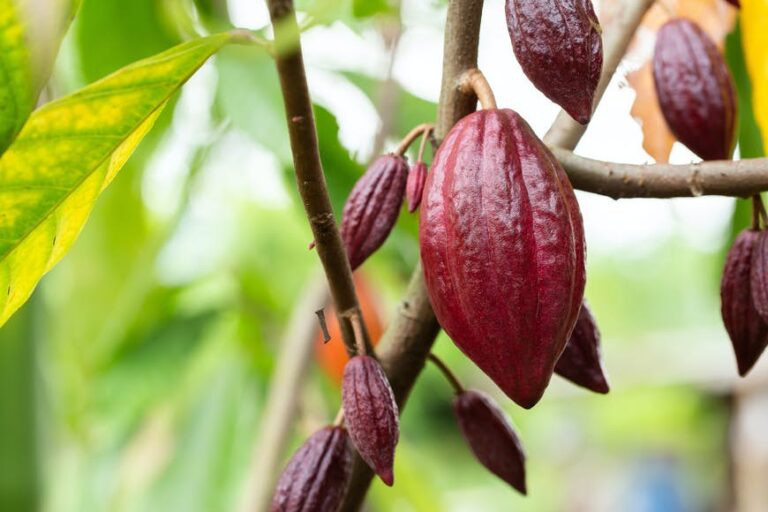 Read more about the article Why it is best to take a cacao tour in Latin America