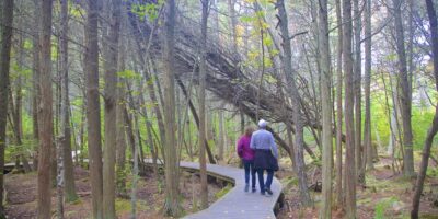 8 of the most effective hikes in Cape Cod, and prime tricks to take advantage of your time on the paths