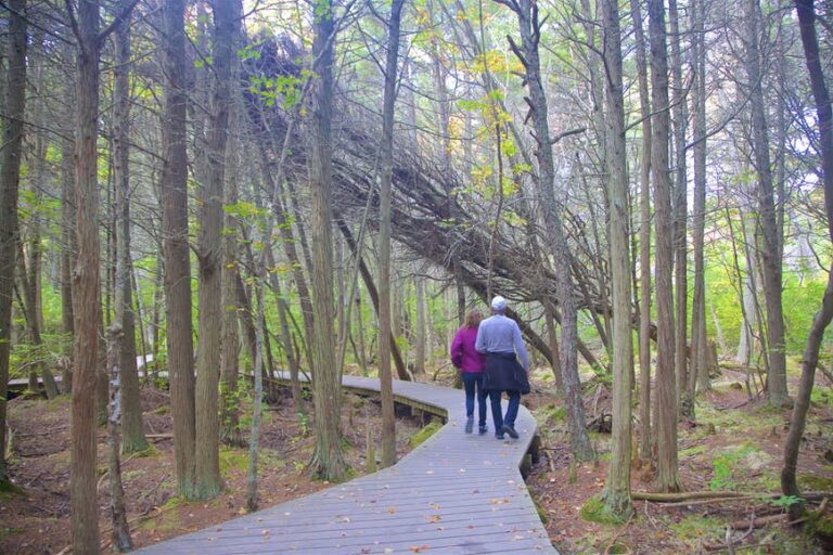 Read more about the article 8 of the most effective hikes in Cape Cod, and prime tricks to take advantage of your time on the paths