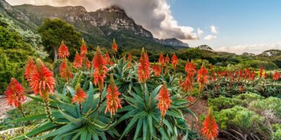 9 of the most effective botanical gardens on the earth to go to in 2022