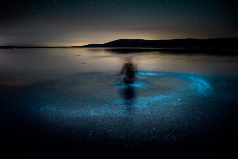 Read more about the article Go for the glow: one of the best locations to see bioluminescence in 2022