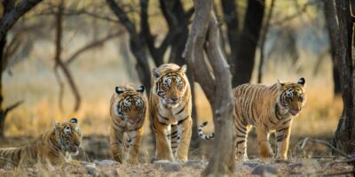 The 8 greatest locations to see tigers within the wild and the way to make it occur in 2022