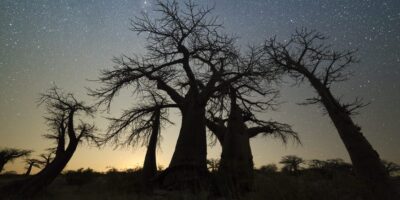 The very best instances of yr to go to stunning Botswana