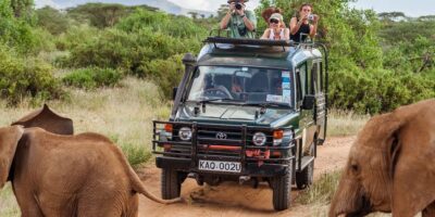 The elephants of Africa: an entire information to one of the best locations to see them within the wild