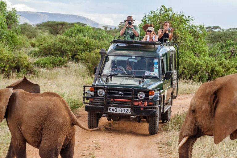 Read more about the article The elephants of Africa: an entire information to one of the best locations to see them within the wild