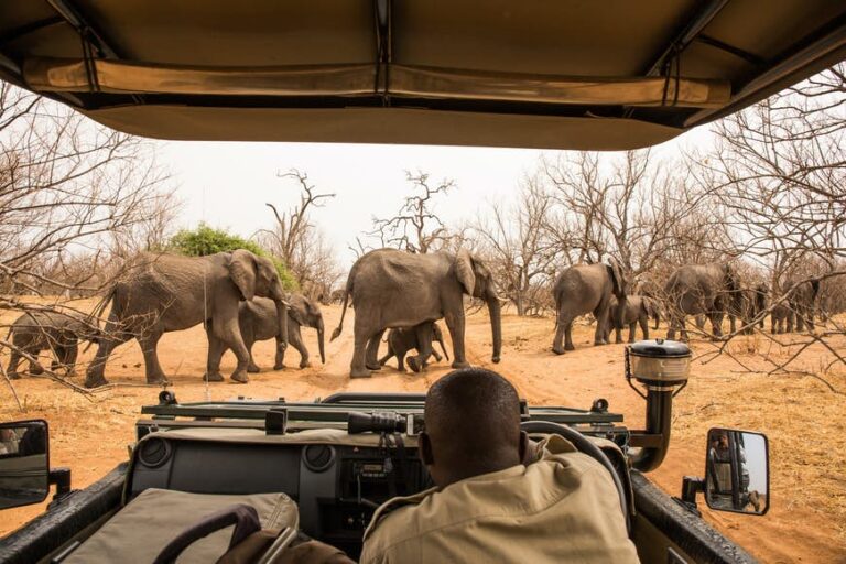 Read more about the article The highest issues to do in Botswana, from elephant encounters to drifting on the Okavango Delta
