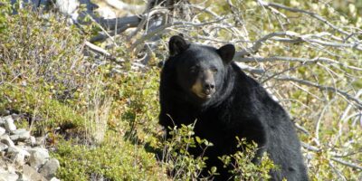 Two unbelievable itineraries to discover Montana’s Glacier Nationwide Park