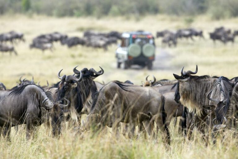 Read more about the article When to go to Kenya for wildlife, diving and festivals