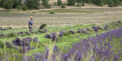 Tips on how to discover the lavender fields of France (and issues to do once they're not in bloom)