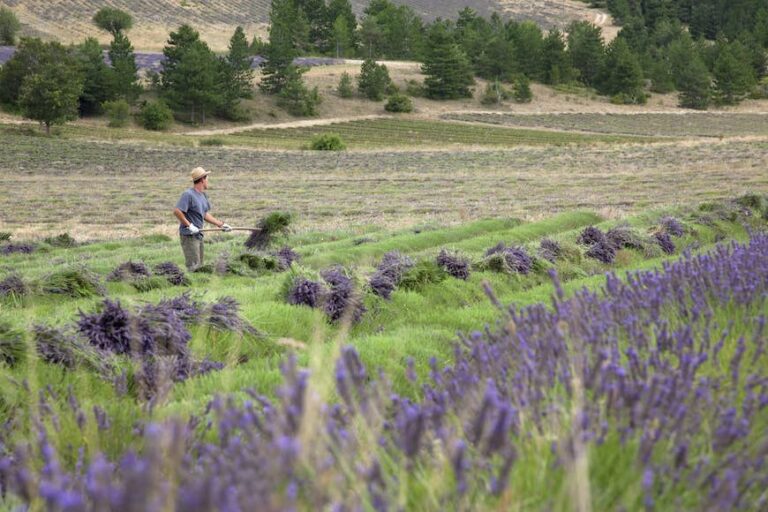 Read more about the article Tips on how to discover the lavender fields of France (and issues to do once they're not in bloom)