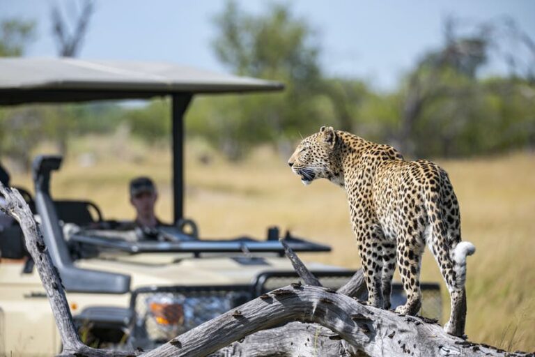 Read more about the article The best way to get round in Botswana, from 4WD safaris to canoe excursions