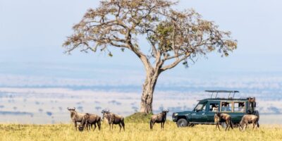 Wild instances: a information to the very best nationwide parks in Kenya