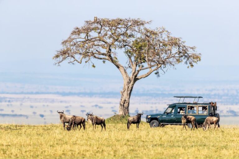 Read more about the article Wild instances: a information to the very best nationwide parks in Kenya