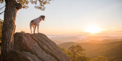 Your information to Shenandoah Nationwide Park: all you have to find out about trails, campgrounds, and mountain journey