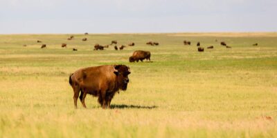 9 Unbelievable Issues to Do in Badlands Nationwide Park South Dakota