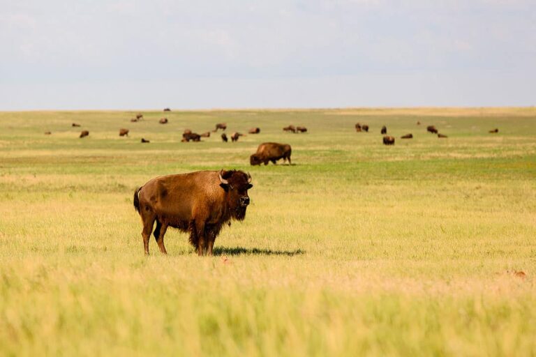 Read more about the article 9 Unbelievable Issues to Do in Badlands Nationwide Park South Dakota
