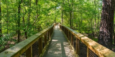 Discover American historical past and actually massive timber at South Carolina’s prime nationwide parks