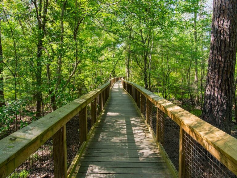 Read more about the article Discover American historical past and actually massive timber at South Carolina’s prime nationwide parks