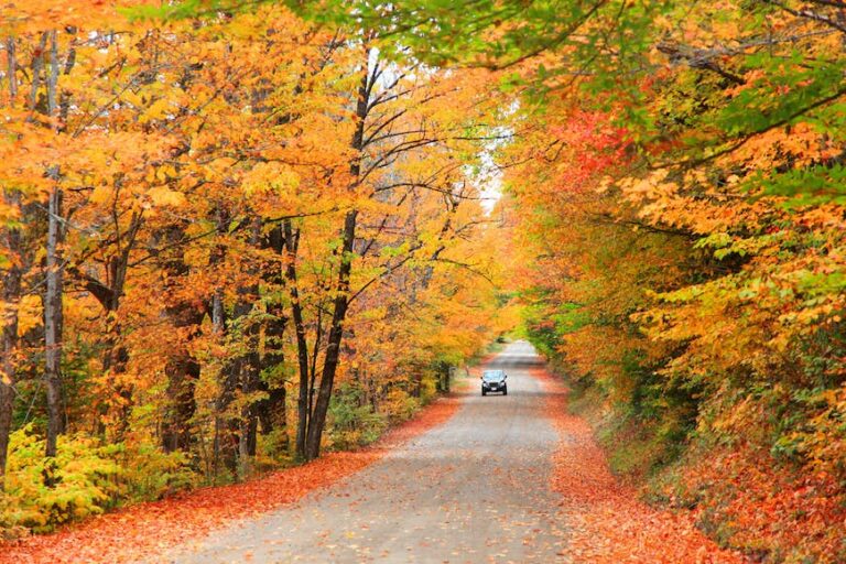 Read more about the article The 5 greatest highway journeys in Maine showcase mountains, fall foliage and Acadia Nationwide Park