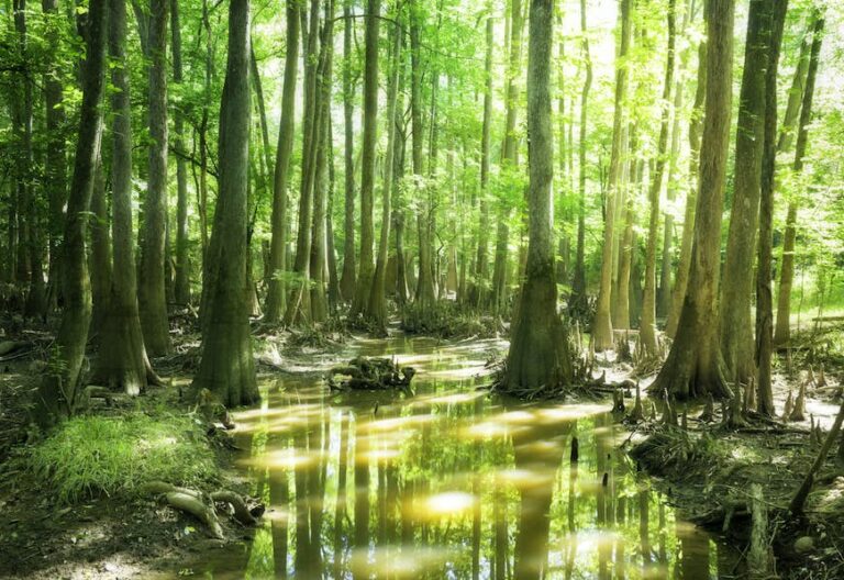 Read more about the article High 7 water actions in South Carolina